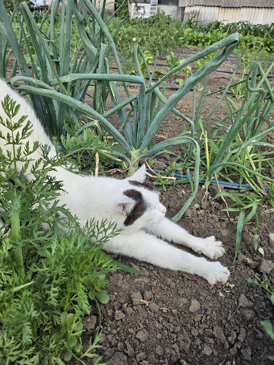 Екватор банки, тягнемося, як киця Піпінка і робимо поширення збору і маленькі донатики😊😚
send.monobank.ua/jar/4Yxh2k8U2b