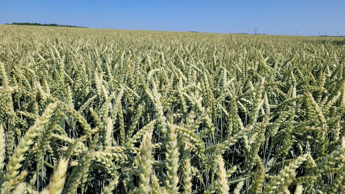 Il y a un dicton qui dit : année à cerise,  année à blé 🤞🤞🤞