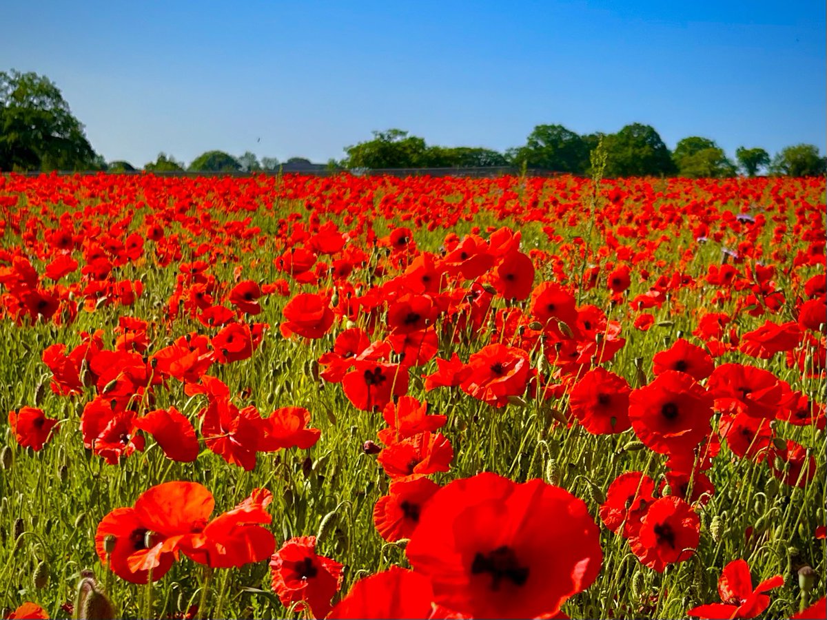 WalkingTractor (@tractorwalking) on Twitter photo Clear blue sky over poppy fields near Wymondham, Norfolk this morning… <a href="/WeatherAisling/">Aisling Creevey</a> <a href="/ChrisPage90/">Chris Page - Weatherman</a> <a href="/StormHour/">#StormHour</a> <a href="/metoffice/">Met Office</a> #loveukweather #Norfolk <a href="/EDP24/">Eastern Daily Press</a> Clear blue sky over poppy fields near Wymondham, Norfolk this morning… <a href="/WeatherAisling/">Aisling Creevey</a> <a href="/ChrisPage90/">Chris Page - Weatherman</a> <a href="/StormHour/">#StormHour</a> <a href="/metoffice/">Met Office</a> #loveukweather #Norfolk <a href="/EDP24/">Eastern Daily Press</a>