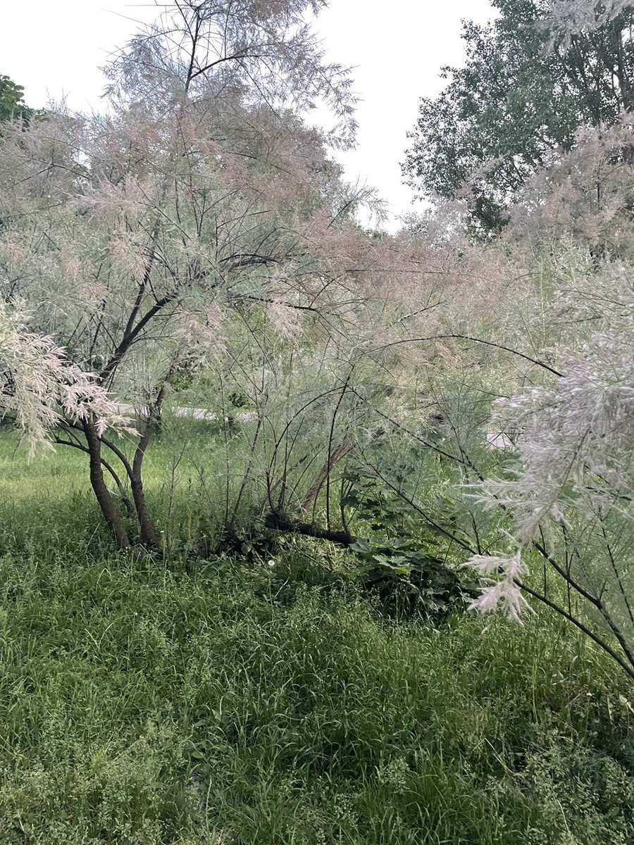 HefestoVlad's tweet photo. What kind of plant is this? @opensea #openseatouchgrass https://t.co/FZiSR3cySf