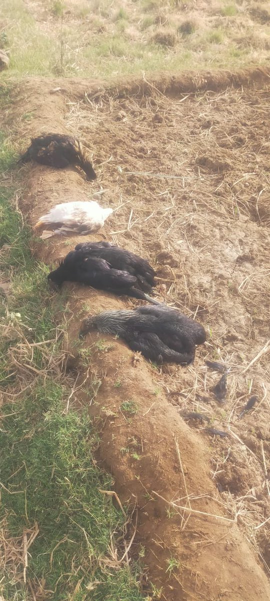 கோழிகளை விஷம் வைத்து தோட்டக்காரன் கொன்று விட்டார் அதற்கு என்ன நடவடிக்கை எடுக்கலாம் காவல்துறைக்கு தகவல் தெரிவித்த பொழுது கோழி வளர்த்தது தவறு என்கிறார்கள் உண்மையாகவா.  <a href="/tnpoliceoffl/">Tamil Nadu Police</a>  <a href="/polimernews/">Polimer News</a>   <a href="/CMOTamilnadu/">CMOTamilNadu</a>