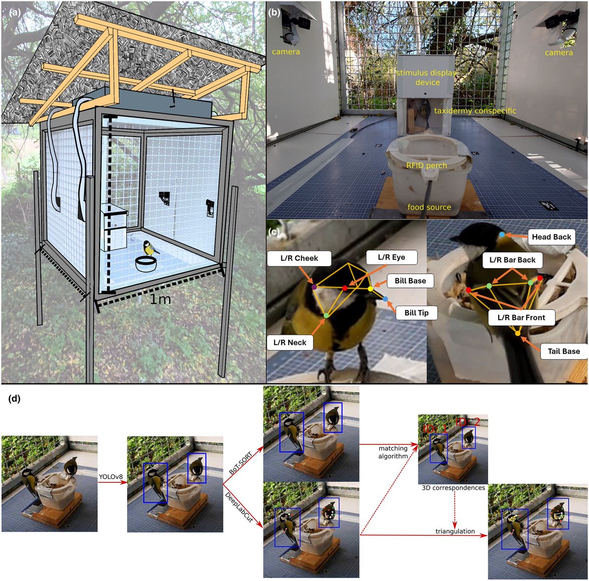 📖Published📖 

Chimento et al., develop a 3D Synchronized Outdoor Camera System (3D-SOCS): an inexpensive, mobile and automated method for collecting behavioural data on animals using synchronized video frames from Raspberry Pi controlled cameras 📸 

 buff.ly/4nr5m4y