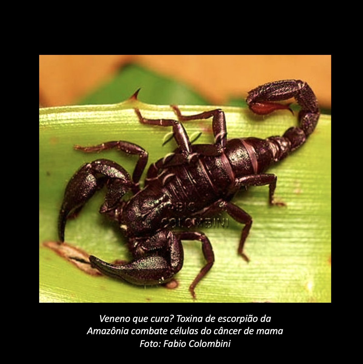 “Muito mais está escondido na biodiversidade brasileira!”
Um estudo recente mostra o potencial do veneno do escorpião da Amazônia no combate ao câncer de mama. É mais uma prova de que nossas florestas, rios e espécies guardam respostas para problemas que ainda nem conhecemos.