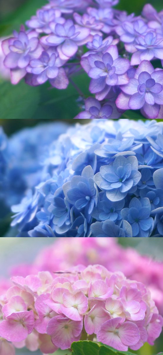 6月のお届けモノ｡