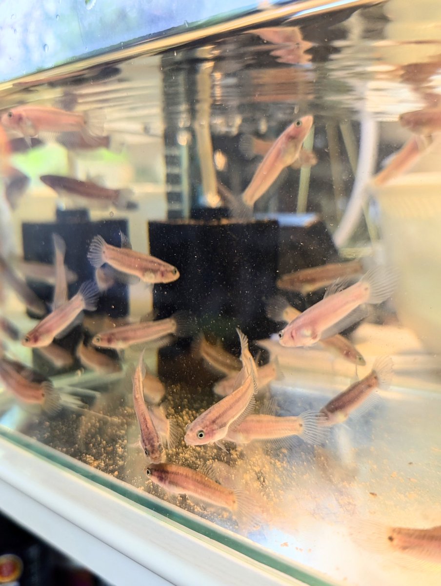 munmunshrimp's tweet image. 魚🐟️と草🌿

マクロストマ_イバンレッド🐟️
4度の育児終わってからはのんびりさせてます。最初の方の子達はだいぶ発色してきましたね、かわゆ😗

お庭がある家に越したらアジサイもいっぱい植えたいと思いました。
マジカルレボリューション🧙✨️🌸