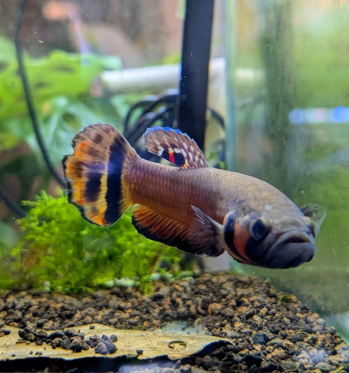 munmunshrimp's tweet image. 魚🐟️と草🌿

マクロストマ_イバンレッド🐟️
4度の育児終わってからはのんびりさせてます。最初の方の子達はだいぶ発色してきましたね、かわゆ😗

お庭がある家に越したらアジサイもいっぱい植えたいと思いました。
マジカルレボリューション🧙✨️🌸