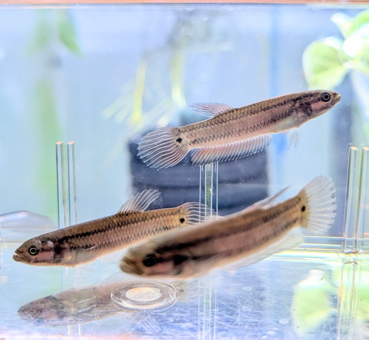 munmunshrimp's tweet image. 魚🐟️と草🌿

マクロストマ_イバンレッド🐟️
4度の育児終わってからはのんびりさせてます。最初の方の子達はだいぶ発色してきましたね、かわゆ😗

お庭がある家に越したらアジサイもいっぱい植えたいと思いました。
マジカルレボリューション🧙✨️🌸