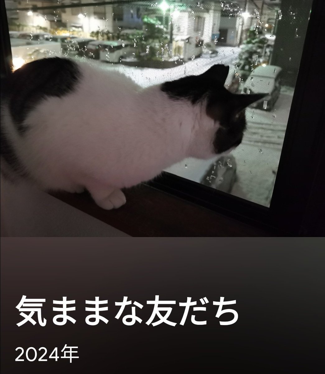 Googleフォトが猫のこと「気ままな友だち」と呼んでくれるの、じんわり嬉しい