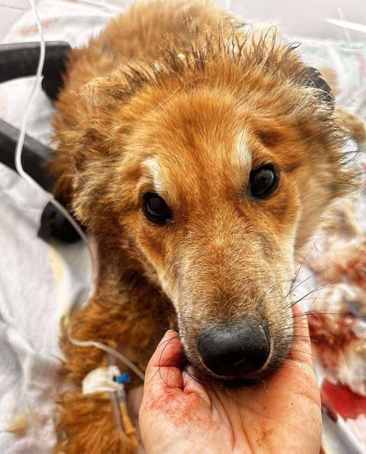ProDogRomania (@prodogromania) on Twitter photo Notfall ‼️ CAMINO - nur noch Haut und Knochen…. 🥺❤️🩹
prodogromania.de/alle-hunde/cam…
Dieser Rüde wurde von unseren Volontären in Rumänien aufgenommen, in einem wirklich schlecht Zustand: völlig abgemagert, schwach und verängstigt.
🐾Kontakt: info@prodogromania.de Notfall ‼️ CAMINO - nur noch Haut und Knochen…. 🥺❤️🩹
prodogromania.de/alle-hunde/cam…
Dieser Rüde wurde von unseren Volontären in Rumänien aufgenommen, in einem wirklich schlecht Zustand: völlig abgemagert, schwach und verängstigt.
🐾Kontakt: info@prodogromania.de