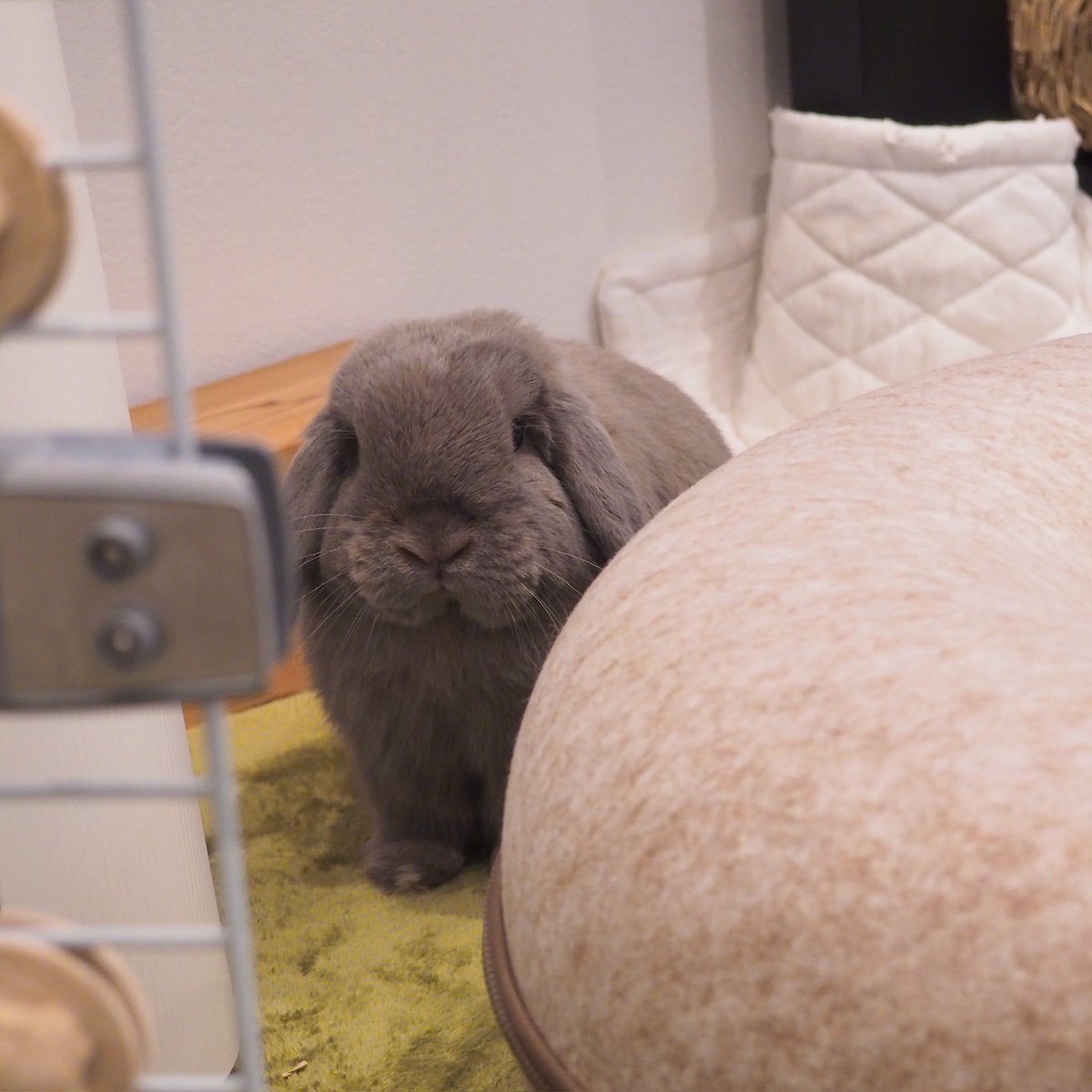 隙間からむーちゃん🐰