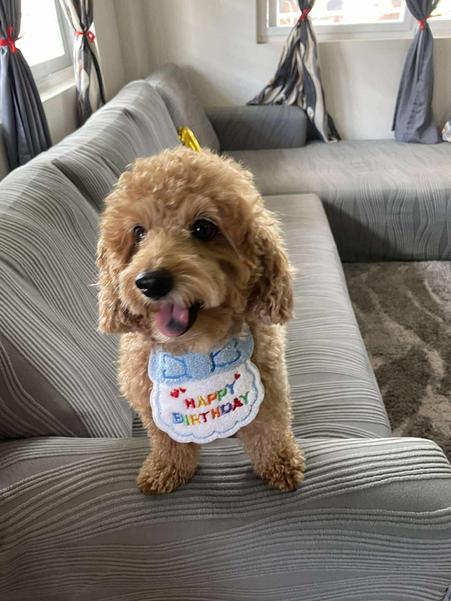 dwarriorgranny's tweet photo. Happy 4th Birthday #Boyet 🎈🎈🎉🎉 https://t.co/ASDN5VPt1S
