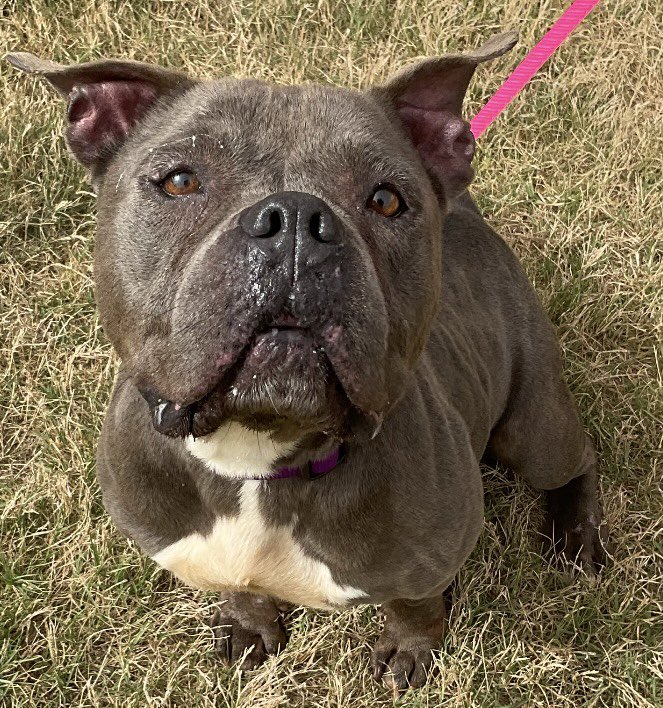 COCO #A347610 8yo, little munchkin, with so much hope &amp; love in her wee face!
She is a darling little soul,so eager for attention &amp; love,so tender &amp; sweet.
She is adorable,funny, precious personality 
PLZ #ADOPT #FOSTER OR #PLEDGE TO ATTRACT A RESCUE #TX