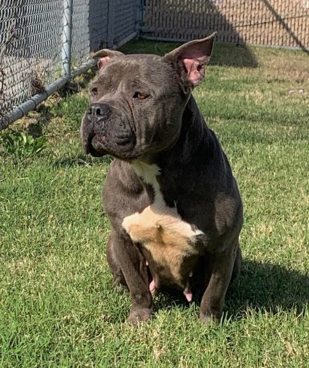 Adorable COCO #A347610 8yo
We have got to save this precious baby!
Can u imagine how she felt,when she was returned to the Shelter she feared😭
Her little face says it all,"I DON'T WANT TO DIE!" 
She will love u forever if u give her a chance!
Plz #Adopt #Foster or #Pledge