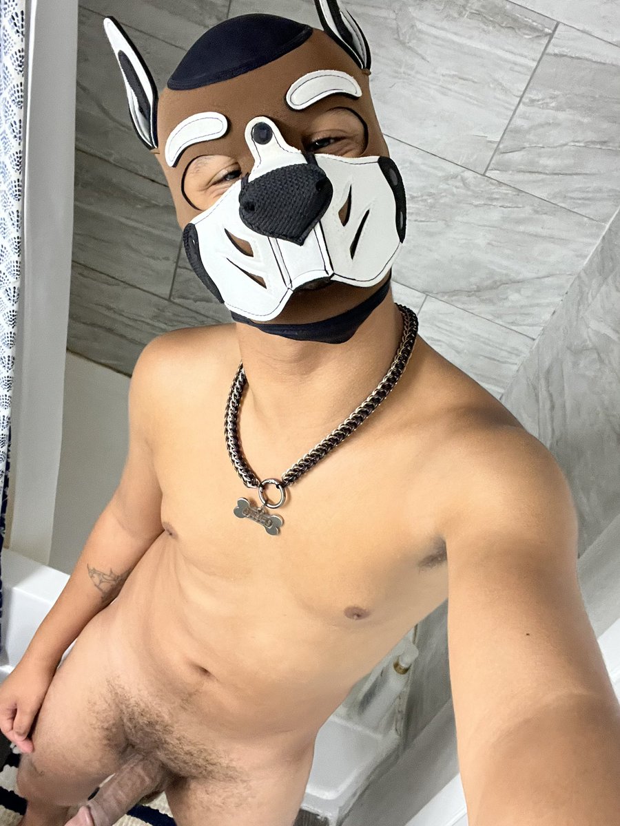 Oreo the Mixed Wolf tweet media