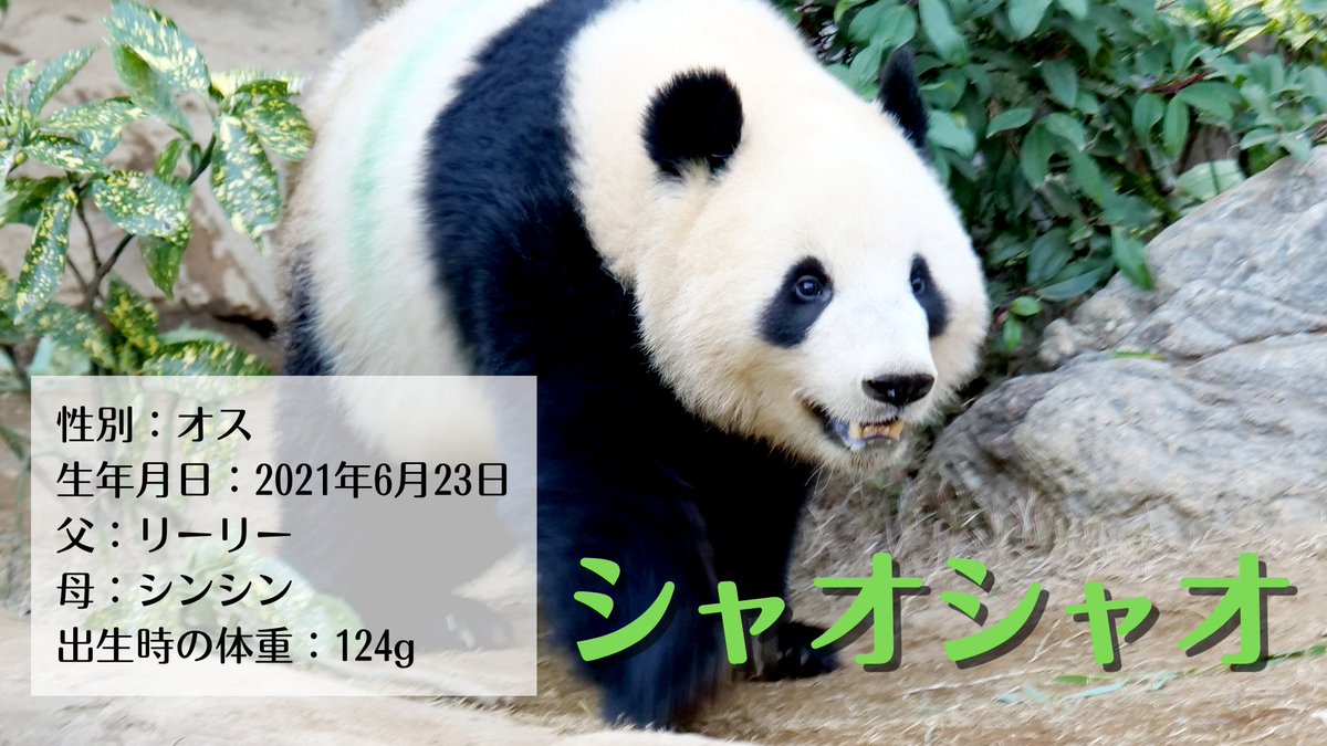 🎁【特別資料を無料プレゼント】日本の動物園にいる6頭のパンダ🎁 現在