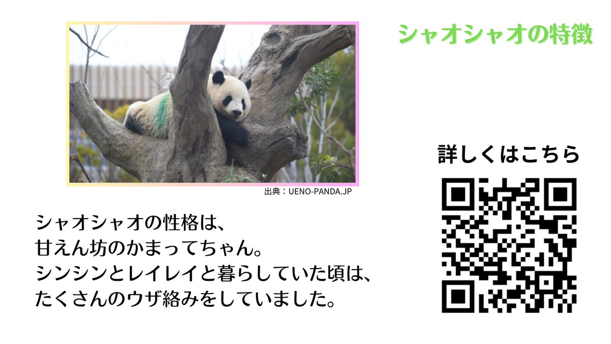 🎁【特別資料を無料プレゼント】日本の動物園にいる6頭のパンダ🎁

現在国内にいる6頭のパンダそれぞれの特徴をまとめたPDF資料を、希望者全員にプレゼントいたします。

フォロー&amp;このポストをリポストしてくれた方にDMにて送信させていただきます！

↓資料の雰囲気は添付画像をどうぞ🐼