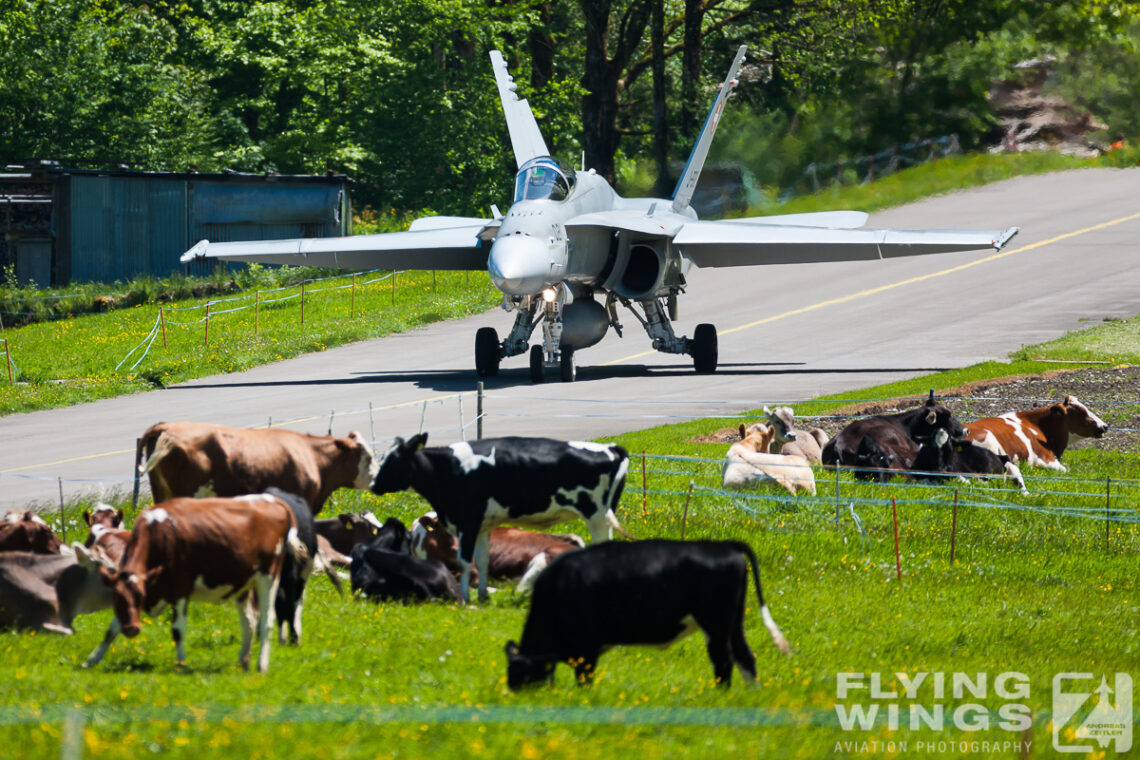 RAF_Luton's tweet photo. Fact of the Day: F15 jets are now protected by guard cows from the Cow Reinforcement Aircraft Protection squad as part of recent increased security measures at all RAF Bases after the attack by #FreePalletline protestors
#WeStandWithBrizeNorton
Photographed from a Canberra https://t.co/nl7oUn70En
