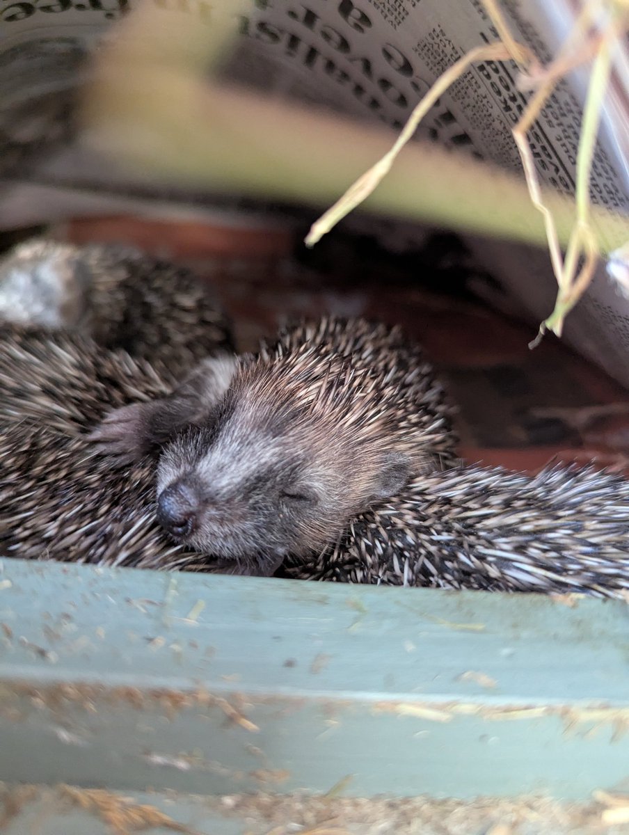 Array4H's tweet image. Buttons you are a fab mom xx 7 little babies