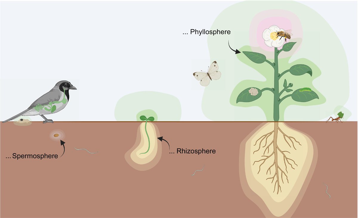 New Phytologist (@newphyt) on Twitter photo #TansleyInsight: Beyond defense: microbial modifications of #plant specialized #metabolites alter and expand their #ecological #functions
Kerstin Unger & Matthew Agler
👇
📖 nph.onlinelibrary.wiley.com/doi/10.1111/np…
#LatestIssue <a href="/wileyplantsci/">Wiley Plant Science</a> #TansleyInsight: Beyond defense: microbial modifications of #plant specialized #metabolites alter and expand their #ecological #functions
Kerstin Unger & Matthew Agler
👇
📖 nph.onlinelibrary.wiley.com/doi/10.1111/np…
#LatestIssue <a href="/wileyplantsci/">Wiley Plant Science</a>