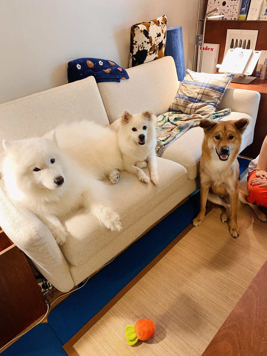 쭈스 오늘 숑이가 너무 좋았는지 자기 장난감 가져다주길래 먼가 감동.....