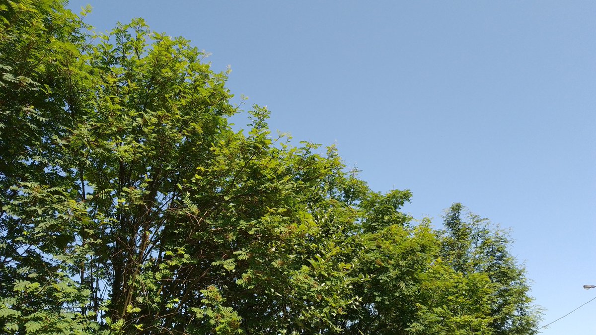 MeteoSynop's tweet image. Południe przesilenia letniego, czyli „lampa” w pełni swej mocy.

Nowa Ruda, 13:00:
🌤️3/8 - Cu hum (⩽1/8), Ci (Cʟ = 1, Cᴍ = 0, Cʜ = 4)
temperatura: 21,4°C
temperatura punktu rosy: 6,5°C
wiatr 260°➡️o prędkości 3 m/s
widzialność: 40 km
ciśnienie względne: 1024,3 hPa (-0,9 hPa/3h)