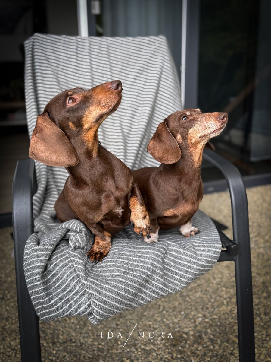 Эти июньские дни — самые длинные в году. Поэтому, 21 июня отмечают Всемирный день такс!