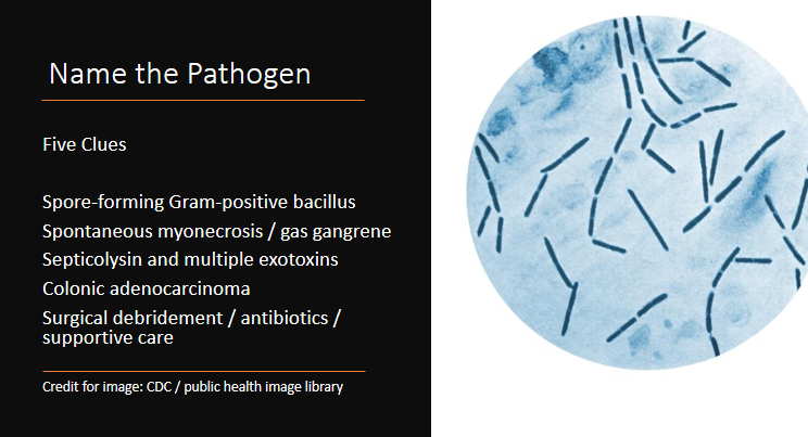 Mayo Clinic Infectious Diseases (@mayoclinicinfd) on Twitter photo Weekend Digest
Name the Pathogen
Five Clues
1. Spore-forming Gram-positive bacillus
2. Spontaneous myonecrosis
3. Septicolysin
4. Colonic adenocarcinoma
5. Surgical debridement / antibiotics / supportive care Weekend Digest
Name the Pathogen
Five Clues
1. Spore-forming Gram-positive bacillus
2. Spontaneous myonecrosis
3. Septicolysin
4. Colonic adenocarcinoma
5. Surgical debridement / antibiotics / supportive care