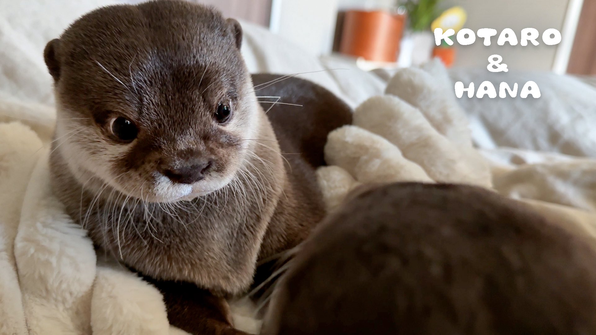 カワウソ コタロー&ハナ Otter Kotaro&Hana on X: 