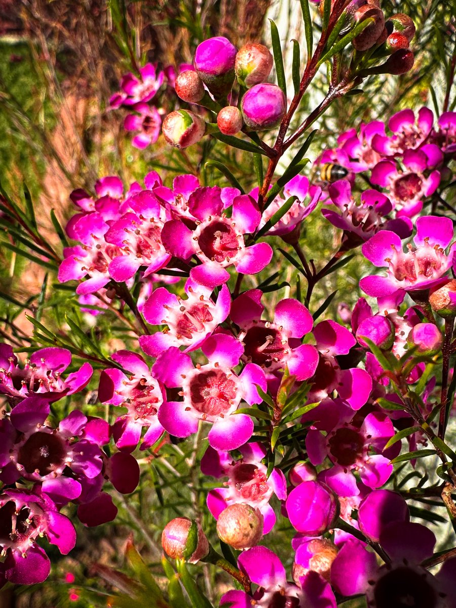 It’s Winter solstice, but my garden is giving summer. Johannesburg weather is the best 😍🌼🐝