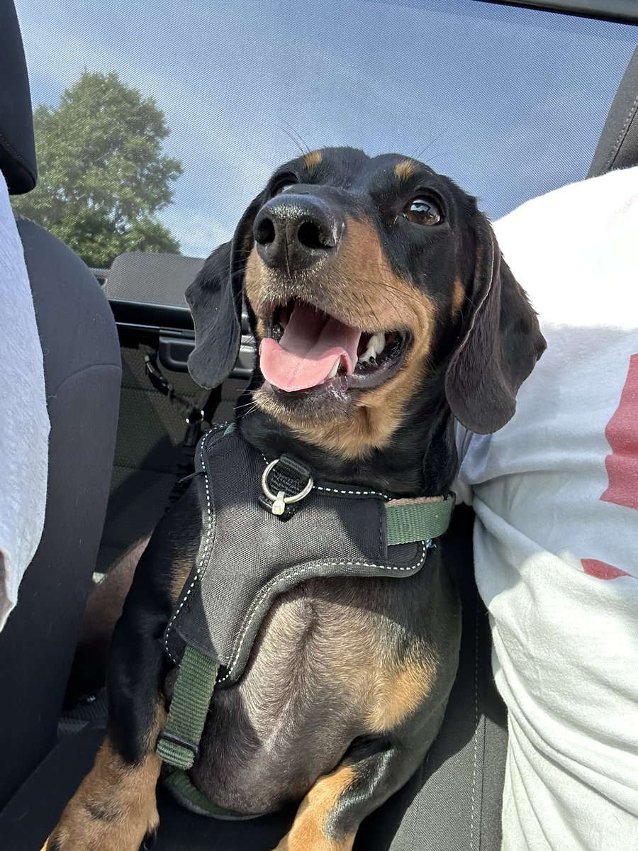 Poplifer73's tweet image. Four Legged Frenzy!
Fritz (and Lili not pictured) are off on holiday for a week. Fritz is very excited for his adventure away from his dads. 
We are also excited for our holiday too!
#Dachshunds #DogDads #FourLeggedFamily #Holiday #WeekOff #Vacation