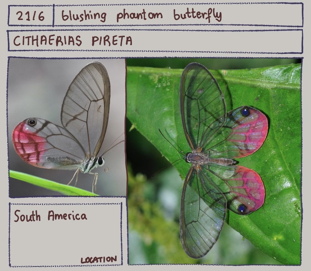 Bug of the day
Cithaerias pireta