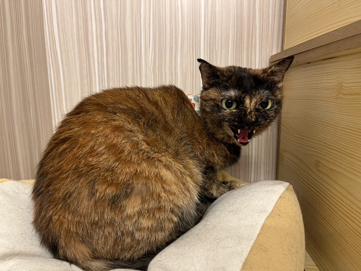 實在太可愛ㄌ好喜歡所以再放一次（還換頭貼）