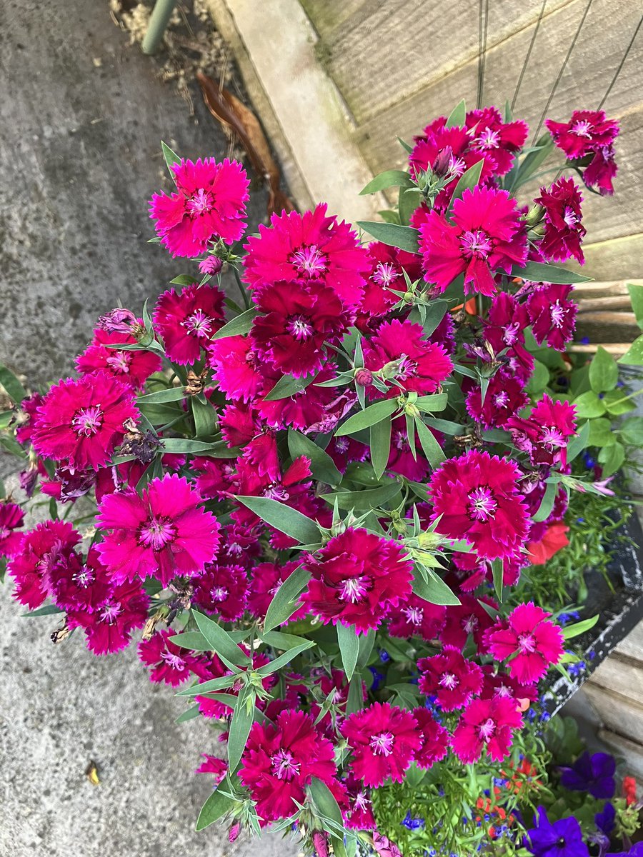 asifamhp's tweet photo. Pretty in Pink…
#AMHPpottering
#AMHPjobs https://t.co/6bf7YSQhBa