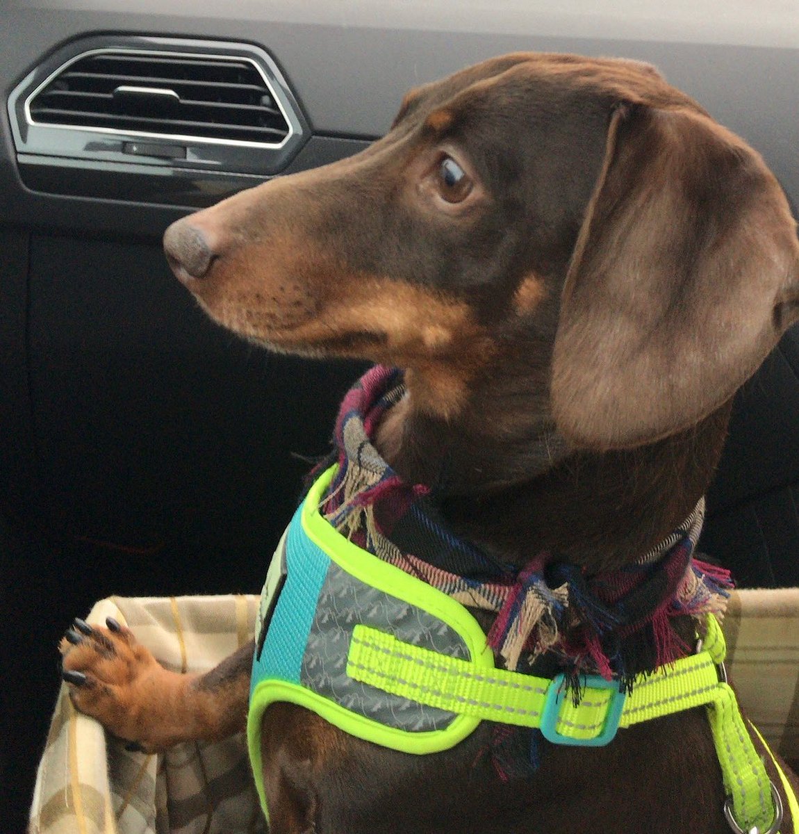 #Nationaldachshundday2025 today. Here’s my beautiful boy Jasper not long after we rescued him six years ago. He’s rather pale around his muzzle now compared to the golden tan he used to be but he’s still my precious boy🩵💙🩵 he’s certainly slowing up as he’s almost 12 now.