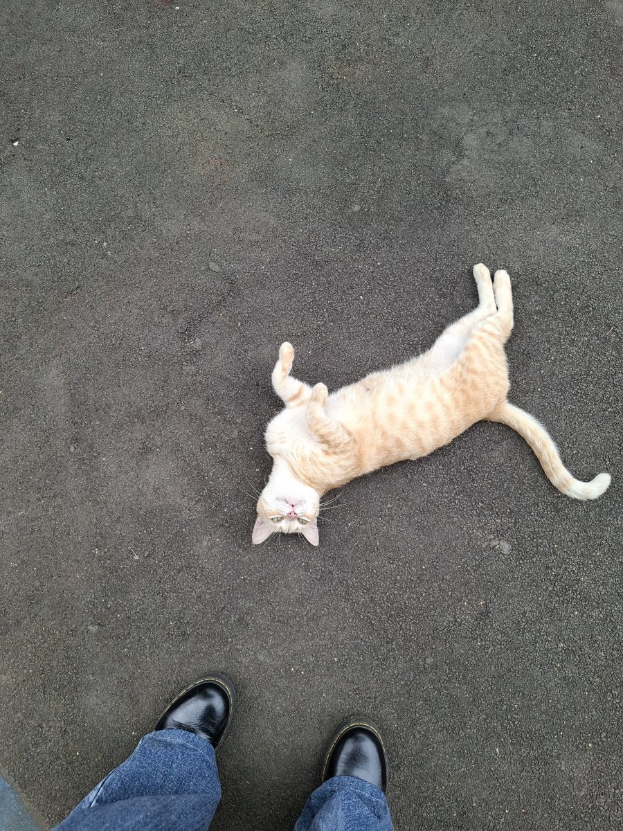 blanhoe's tweet photo. Orange kitty at Ficip 😼🥺 https://t.co/MMYCHpI7ek