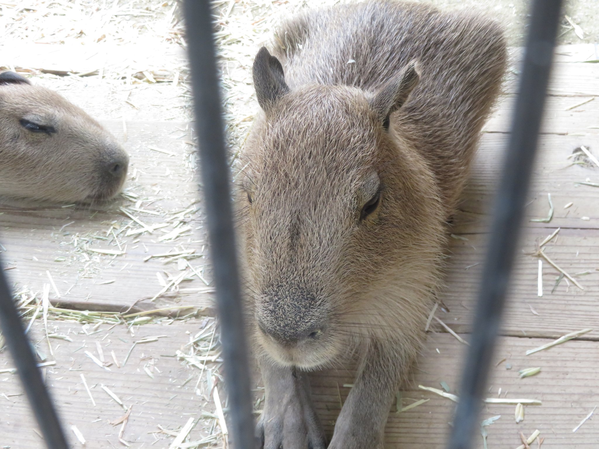 ANIMALTOWN | 干し草の上で マーラさんとマッタリ中な 赤カピ
