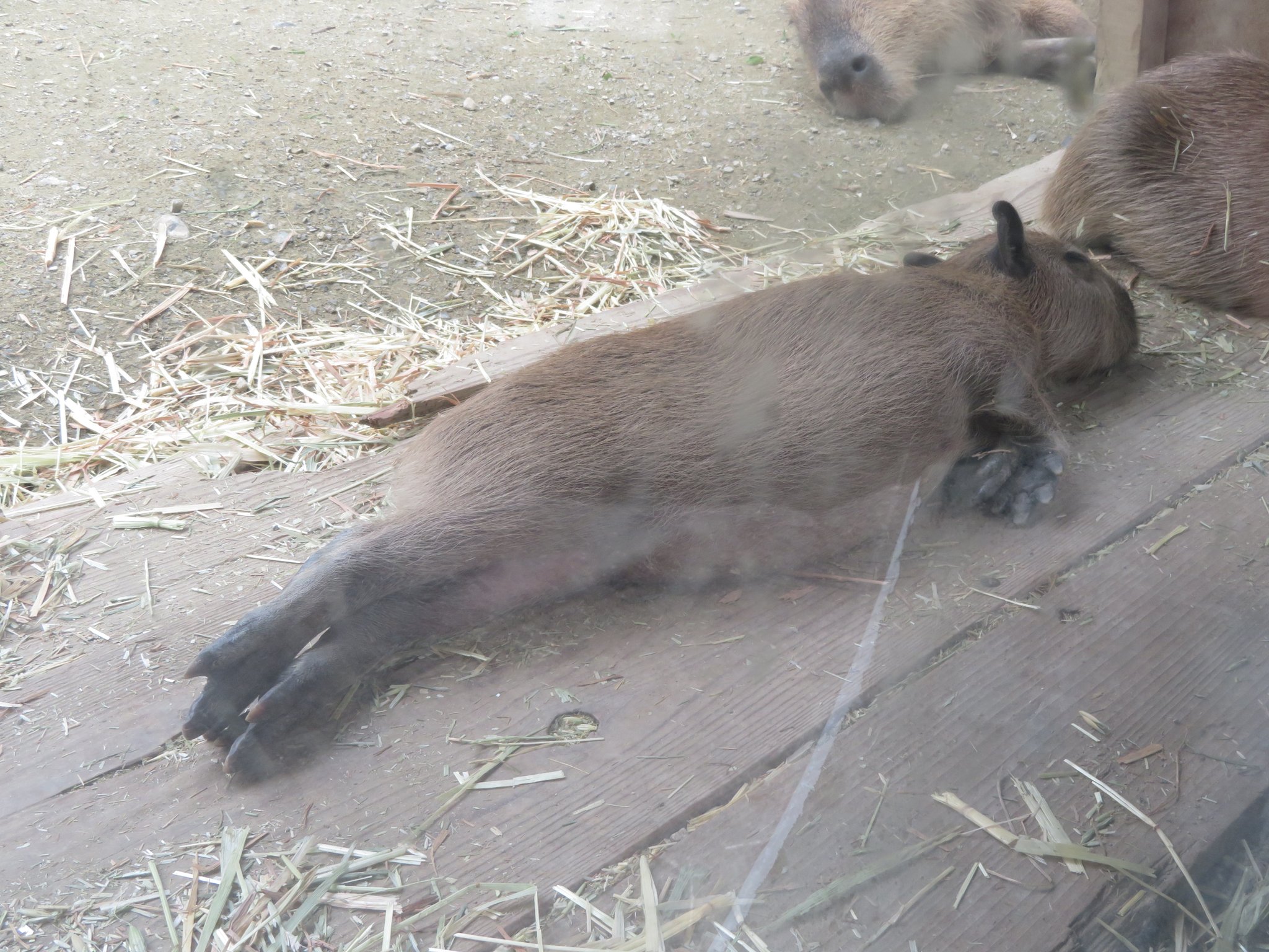 ANIMALTOWN | 干し草の上で マーラさんとマッタリ中な 赤カピ