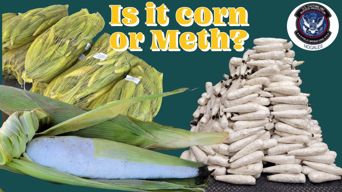 Nogales Cargo Officers uncovered over 375 lbs. of Methamphetamine hidden inside corn husks, disguised as ears of Corn.