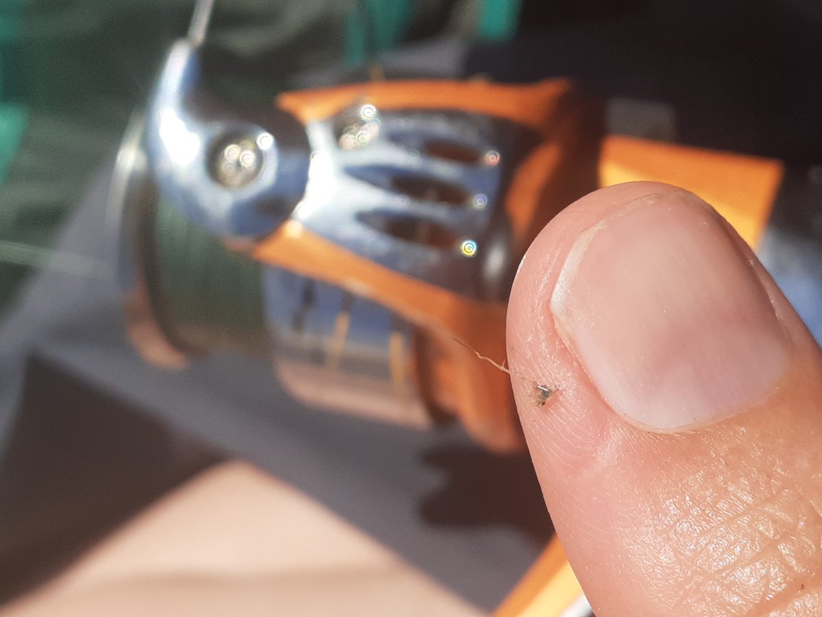 OntarioParks's tweet image. Help slow the spread of Spiny Waterfleas! 🚫🐟

These invasive zooplankton harm native fish populations like trout and walleye by disrupting the food chain. 

Learn more: blog.ontarioparks.ca/spiny-waterflea