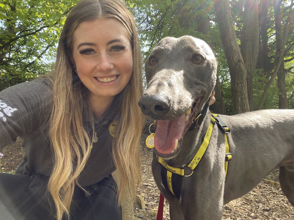 Lando Longlegs is on the look out for his forever home! Lando is a very sweet natured boy who loves nothing more than being in the company of his family - whether that's laying by your feet or snuggling on the couch next to you❤️ 🥰

With little experience of the world, Lando