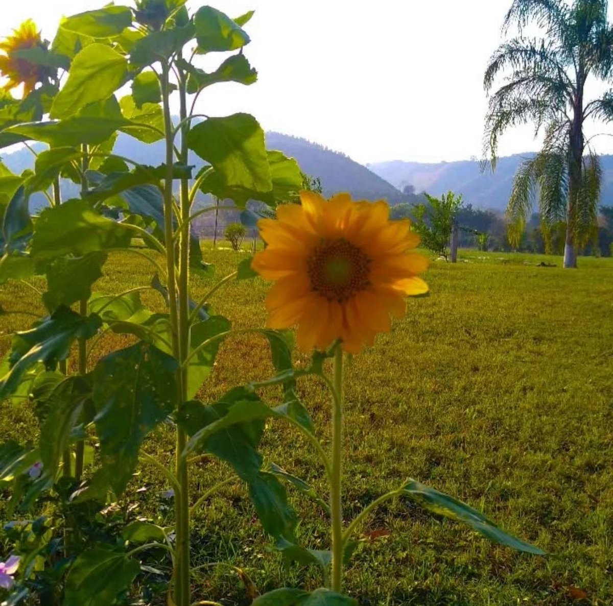 Pantepec es un rincón lleno de vida ✨ en la Sierra Norte.

Su naturaleza lo abraza todo 💚: montañas ⛰️ verdes, neblina suave y caminos rodeados de árboles 🌳.

📸: IG - <a href="/cynthiast/">cynthiast</a>.m