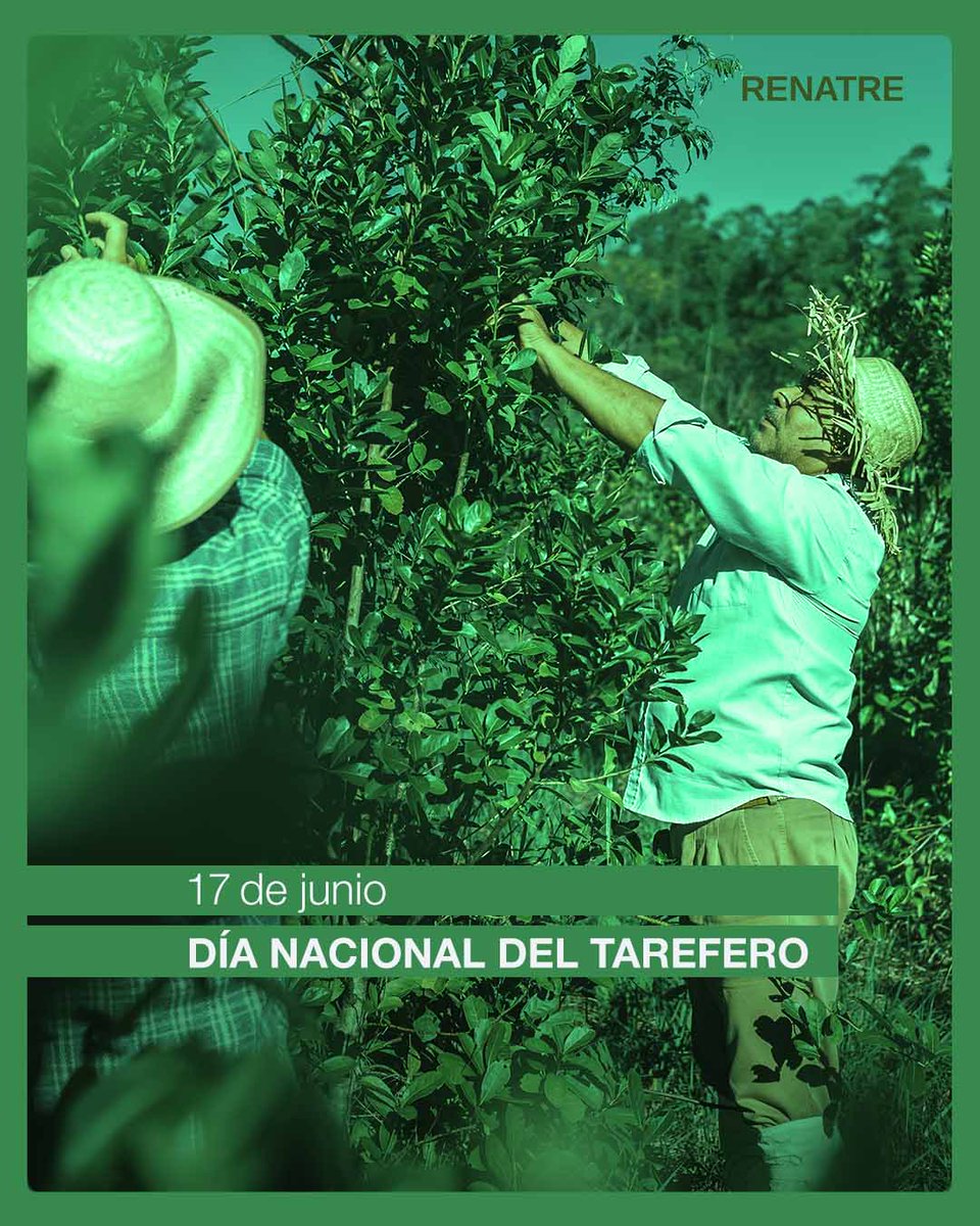 En esta fecha rendimos homenaje a los trabajadores y trabajadoras que, con esfuerzo y compromiso, se dedican a la cosecha de la yerba mate, actividad esencial para las economías regionales del nordeste argentino. 
#DíaDelTarefero #YerbaMate