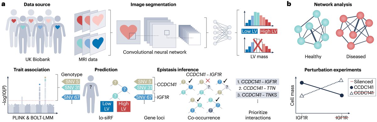 Lorin Crawford (@lorin_crawford) on Twitter photo So awesome to see this finally out—huge congrats to all the authors! If interested, we covered the highlights in a recent News & Views piece in <a href="/NatureCVR/">Nature Cardiovascular Research</a> (s/o to Julian Stamp for jumping in as co-author)
🔗 rdcu.be/epxFW So awesome to see this finally out—huge congrats to all the authors! If interested, we covered the highlights in a recent News & Views piece in <a href="/NatureCVR/">Nature Cardiovascular Research</a> (s/o to Julian Stamp for jumping in as co-author)
🔗 rdcu.be/epxFW