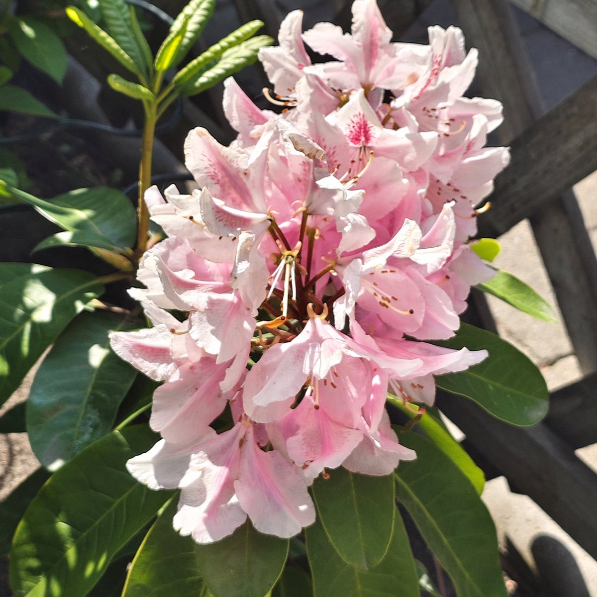 晓川Evelyn🏳️‍⚧️️ (@breadandfree) on Twitter photo 