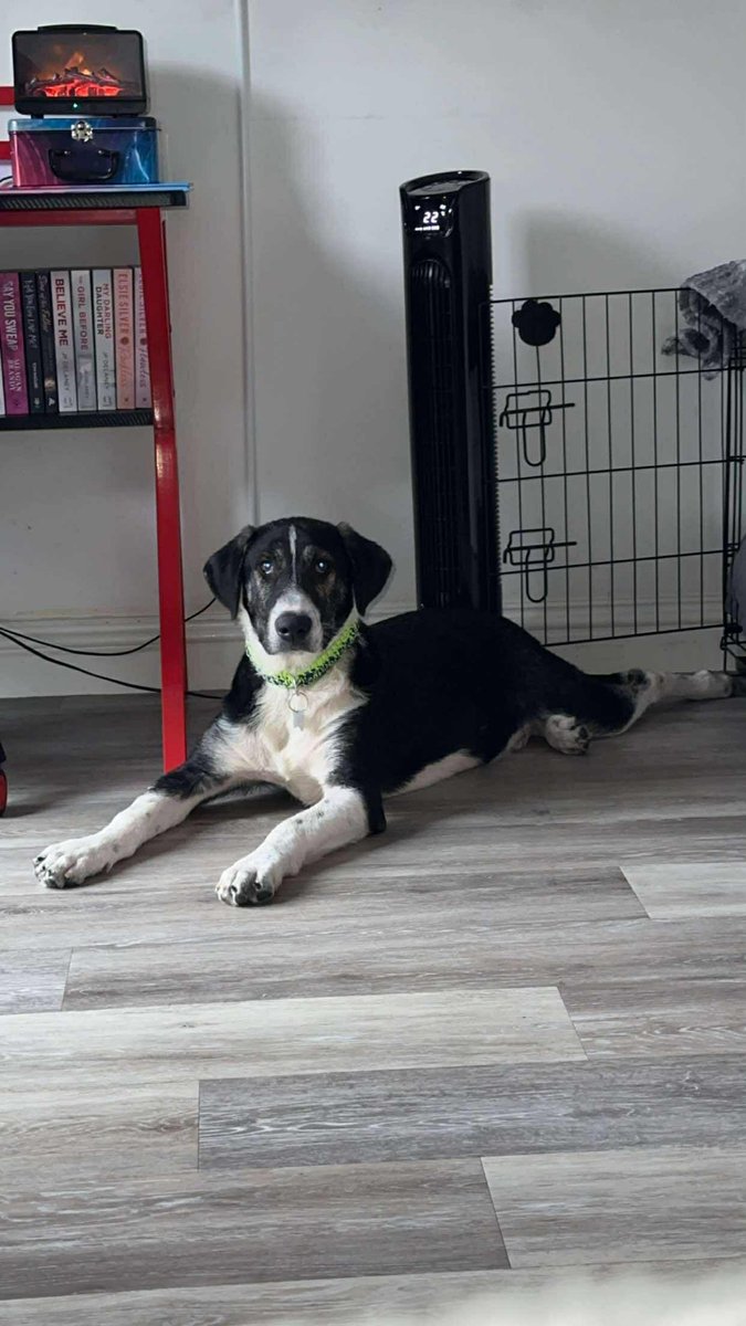 5 month old Tommi who's in foster in #Norfolk has some new photos to show you 
He’s great with cats, he loves dogs and he’s a clever boy.
finalstoprescue.co.uk
#Norwich #GreatYarmouth #KingsLynn #Brecklands #Wisbech #Spalding #Peterborough #Boston #Lowestoft #Cromer #Ipswich