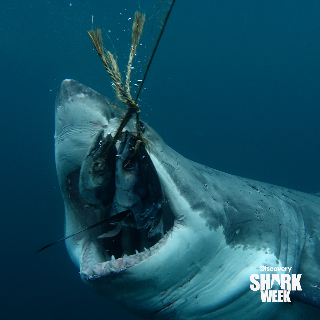 Nom nom 😋
#Throwback to last year's Big Shark Energy 🦈 What was your favorite moment from this special?

#SharkWeek returns July 20 on <a href="/Discovery/">Discovery</a>