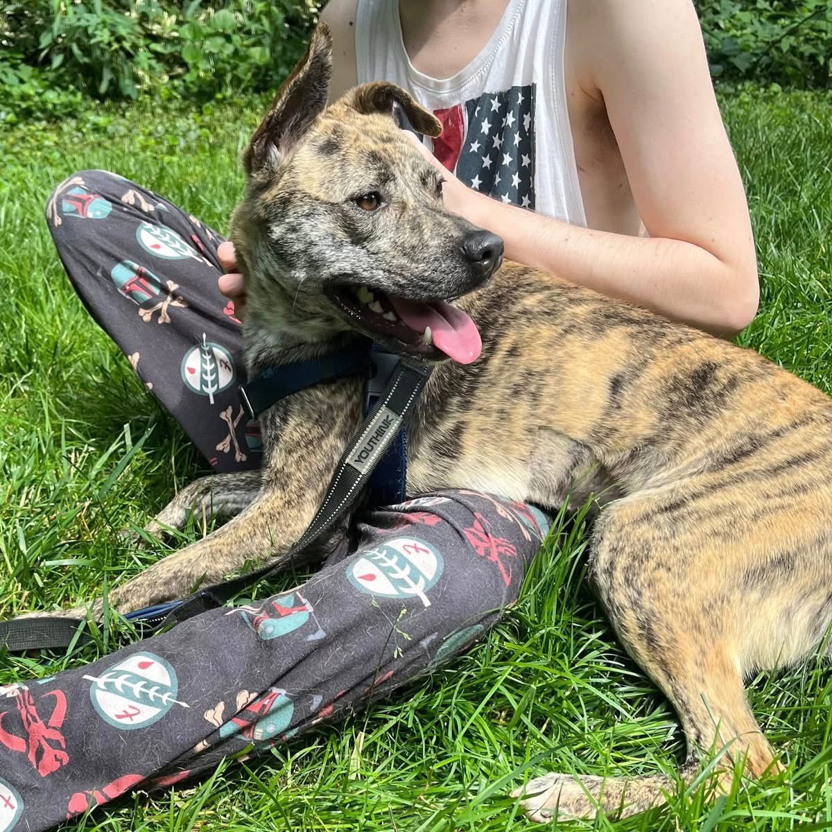 OPH_Rescue's tweet image. Introducing Little Debbie. She loves to smile, wiggle, and give kisses. 🐾  Apply now! 

new.shelterluv.com/embed/animal/O…