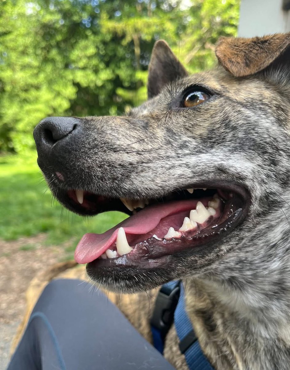 OPH_Rescue's tweet image. Introducing Little Debbie. She loves to smile, wiggle, and give kisses. 🐾  Apply now! 

new.shelterluv.com/embed/animal/O…