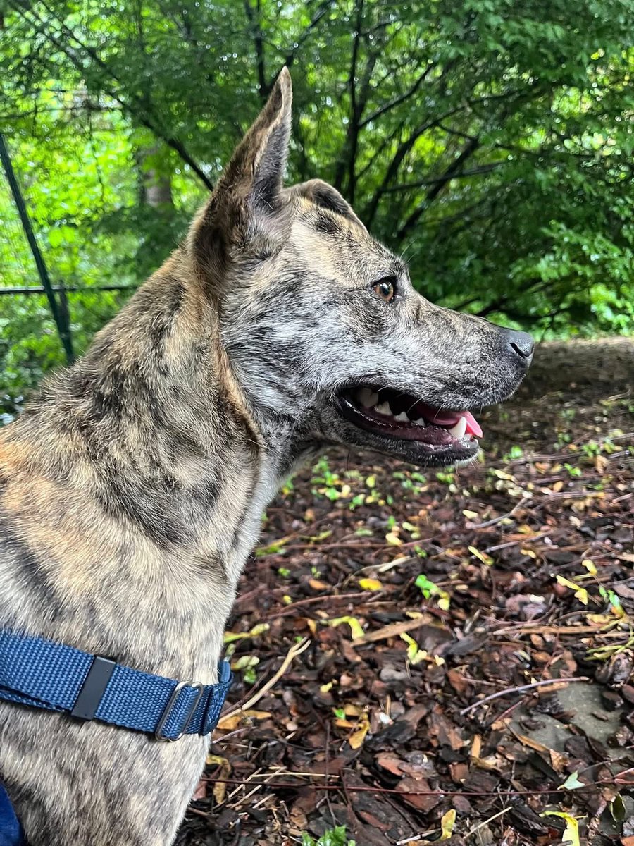 OPH_Rescue's tweet image. Introducing Little Debbie. She loves to smile, wiggle, and give kisses. 🐾  Apply now! 

new.shelterluv.com/embed/animal/O…