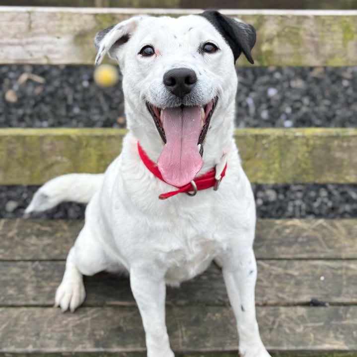 #MondayMotivation Say hello to Prinny, 3 year old #jackrussellterrier mix 

Prinny:
🐶Full of character. Bright, fun-loving, totally charming &amp; has that typical #jrt spark
🐶Adores walks &amp; would love to be part of an outdoorsy, engaged family who can keep up with her appreciation